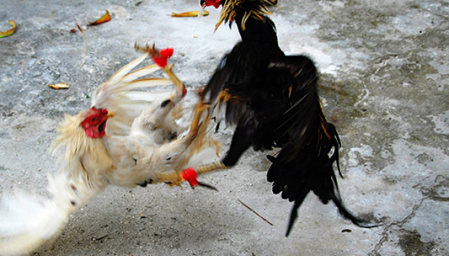 Bermain Permainan Sabung Ayam yang Sangat Menarik